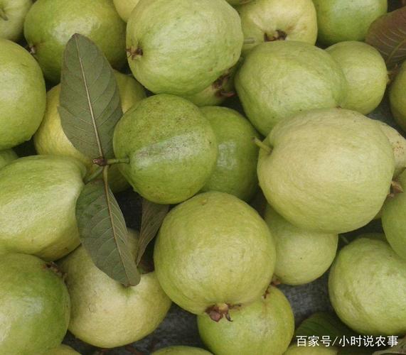 化肥与有机肥 科学认识与合理施用肥料
